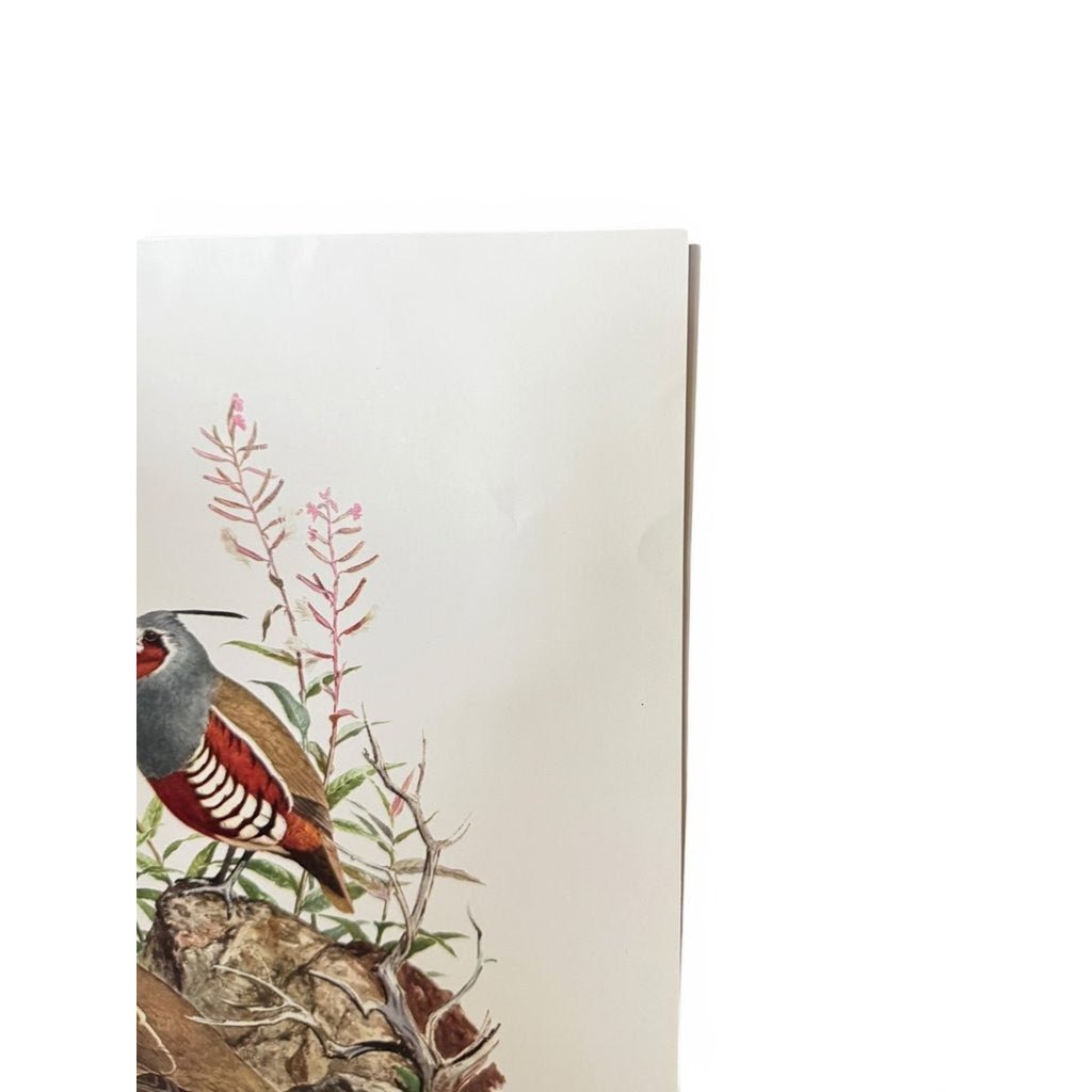 Field & Stream's Portfolio of Game Birds by Ned Smith