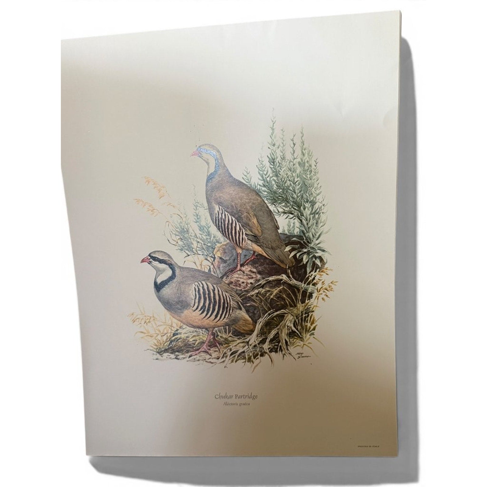 Field & Stream's Portfolio of Game Birds by Ned Smith